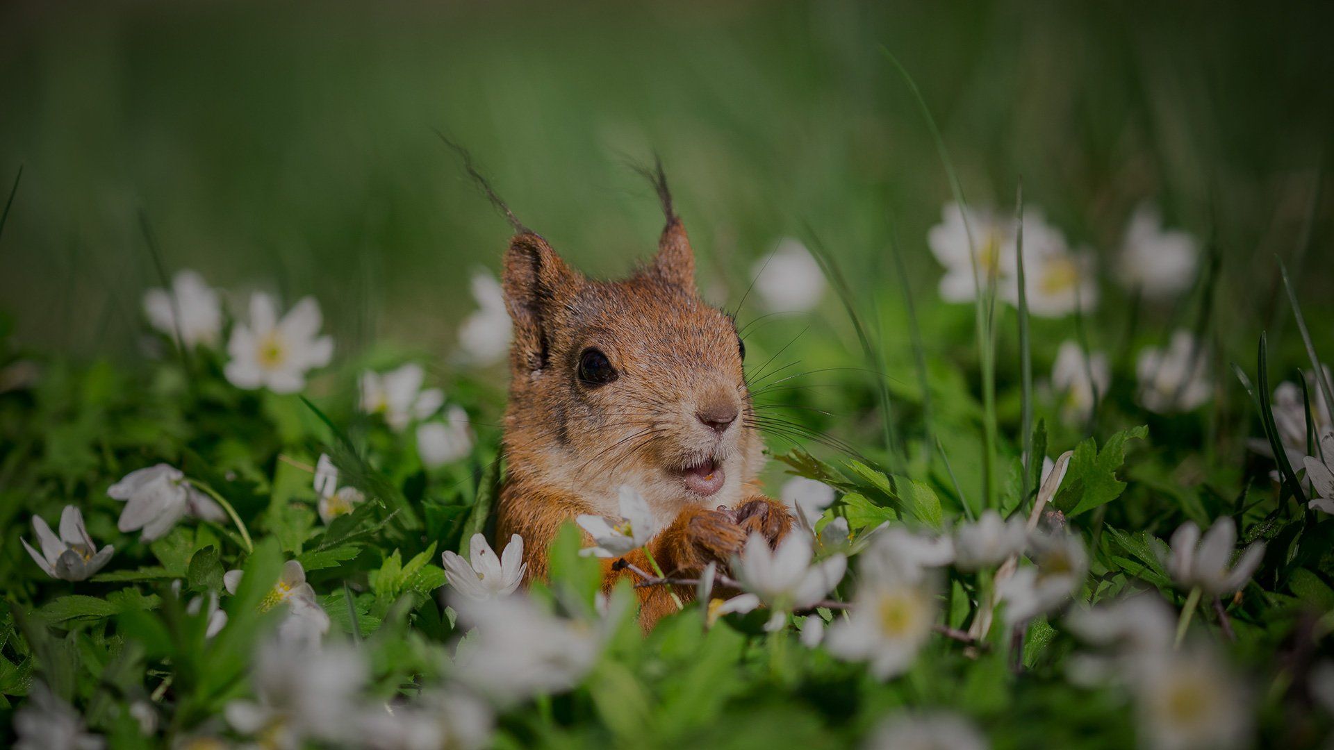 Urban nature photography tips: A squirrel looks up, paws in front of its body, surrounded by a field of white daisies and lush green grass up to its shoulders.